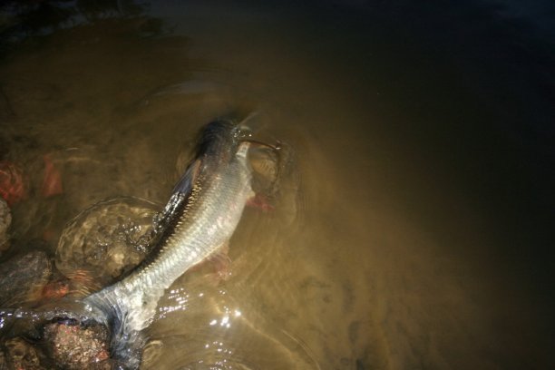 Shrap-Drakers.pl | Shrap Drakers Fishing | Wędkarstwo 