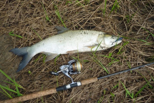 Shrap-Drakers.pl | Shrap Drakers Fishing | Wędkarstwo 