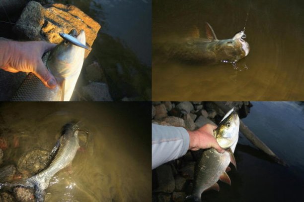 Shrap-Drakers.pl | Shrap Drakers Fishing | Wędkarstwo 