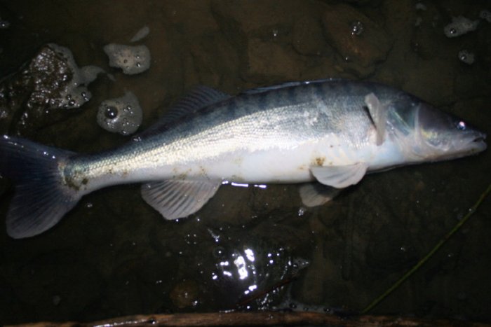 Shrap-Drakers.pl | Shrap Drakers Fishing | Wędkarstwo 