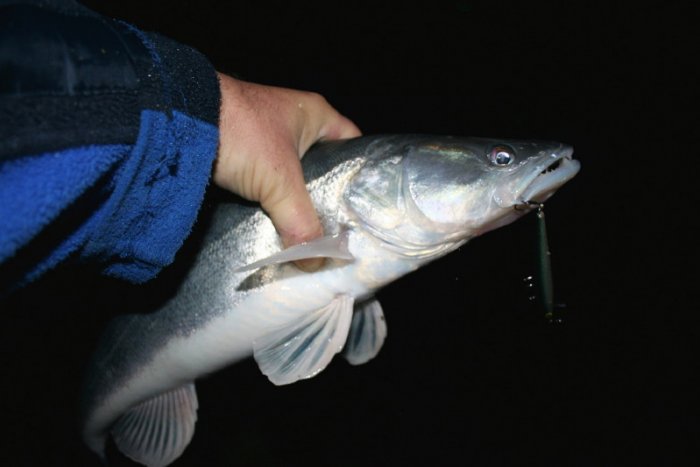 Shrap-Drakers.pl | Shrap Drakers Fishing | Wędkarstwo 