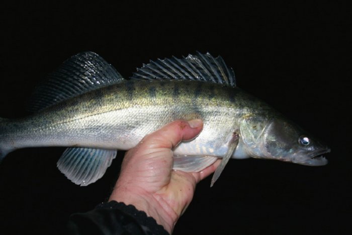 Shrap-Drakers.pl | Shrap Drakers Fishing | Wędkarstwo 