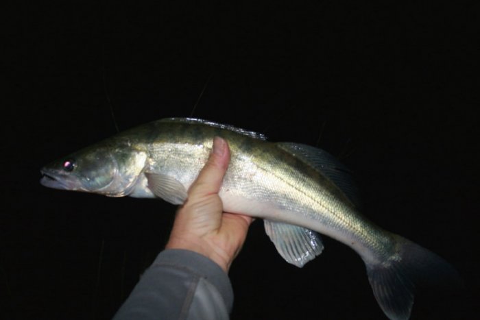 Shrap-Drakers.pl | Shrap Drakers Fishing | Wędkarstwo 