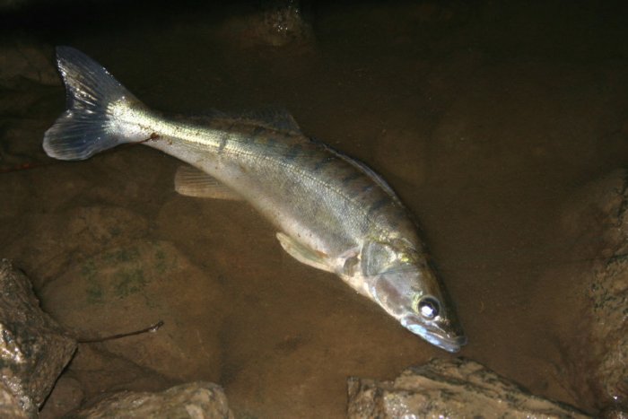 Shrap-Drakers.pl | Shrap Drakers Fishing | Wędkarstwo 