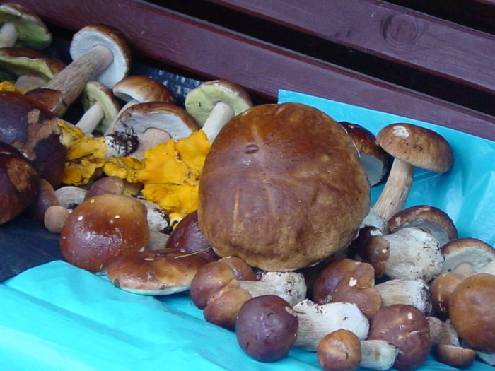 Shrap-Drakers.pl | Shrap Drakers Fishing | Wędkarstwo 