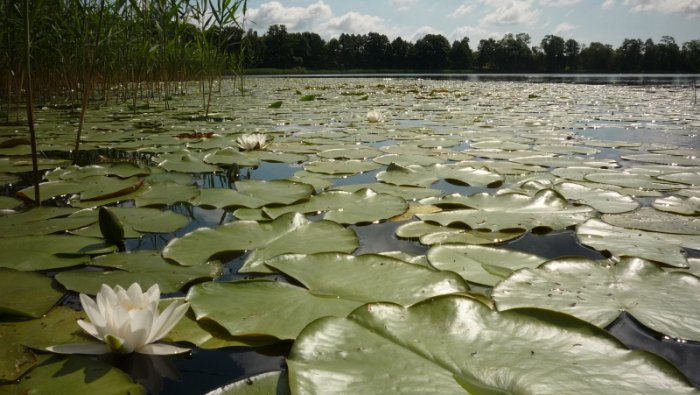 Shrap-Drakers.pl | Shrap Drakers Fishing | Wędkarstwo 