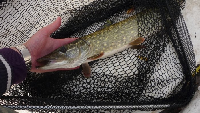 Shrap-Drakers.pl | Shrap Drakers Fishing | Wędkarstwo 