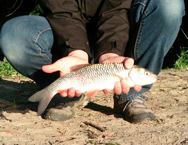 Shrap-Drakers.pl | Shrap Drakers Fishing | Wędkarstwo 