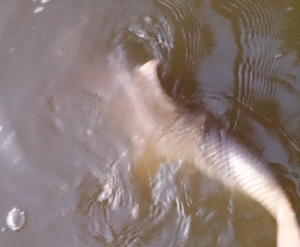 Shrap-Drakers.pl | Shrap Drakers Fishing | Wędkarstwo 