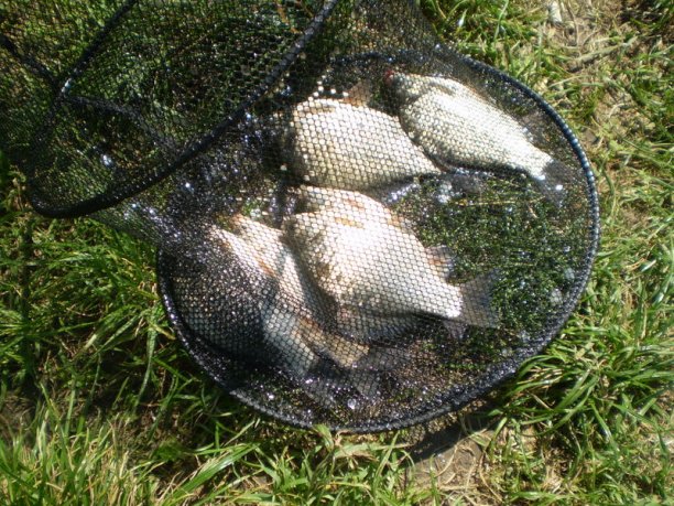 Shrap-Drakers.pl | Shrap Drakers Fishing | Wędkarstwo 