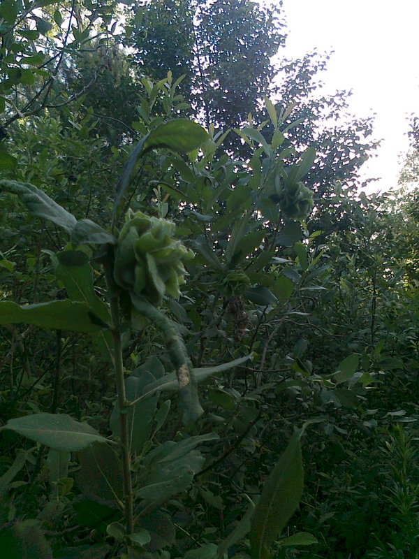 Shrap-Drakers.pl | Shrap Drakers Fishing | Wędkarstwo 