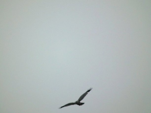 Shrap-Drakers.pl | Shrap Drakers Fishing | Wędkarstwo 