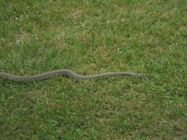 Shrap-Drakers.pl | Shrap Drakers Fishing | Wędkarstwo 