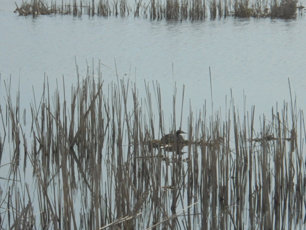 Shrap-Drakers.pl | Shrap Drakers Fishing | Wędkarstwo 