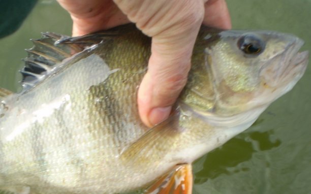 Shrap-Drakers.pl | Shrap Drakers Fishing | Wędkarstwo 