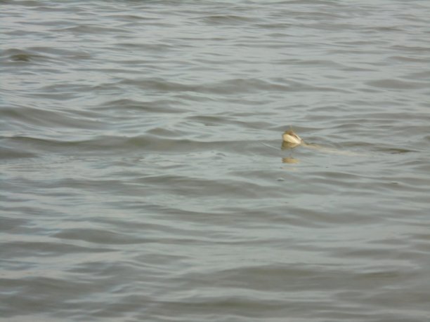 Shrap-Drakers.pl | Shrap Drakers Fishing | Wędkarstwo 