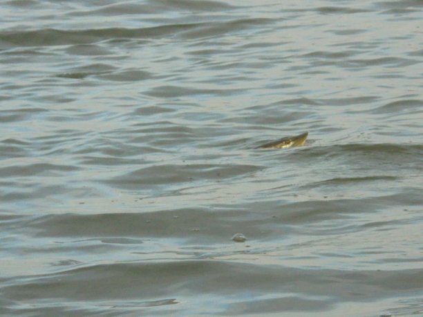 Shrap-Drakers.pl | Shrap Drakers Fishing | Wędkarstwo 