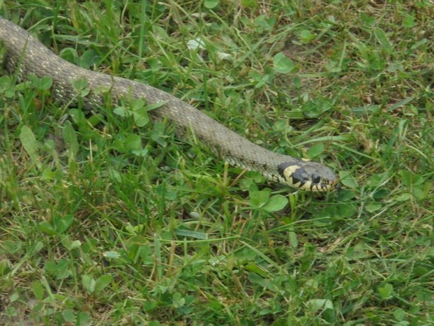 Shrap-Drakers.pl | Shrap Drakers Fishing | Wędkarstwo 