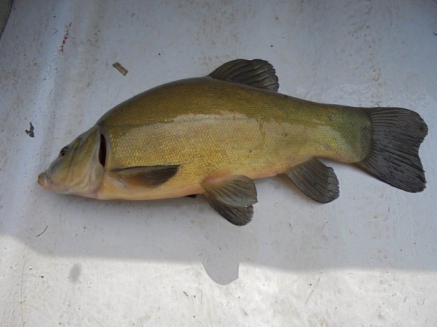 Shrap-Drakers.pl | Shrap Drakers Fishing | Wędkarstwo 