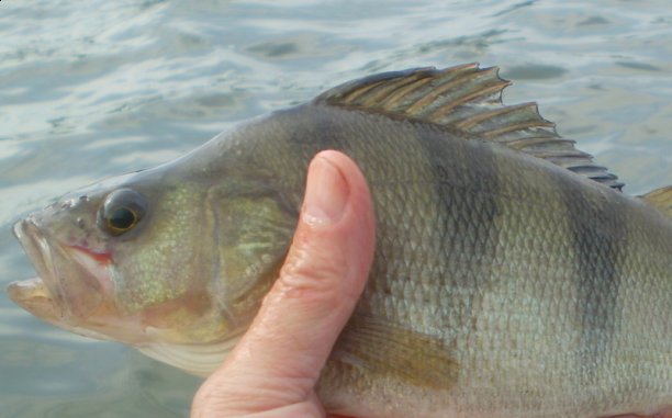 Shrap-Drakers.pl | Shrap Drakers Fishing | Wędkarstwo 