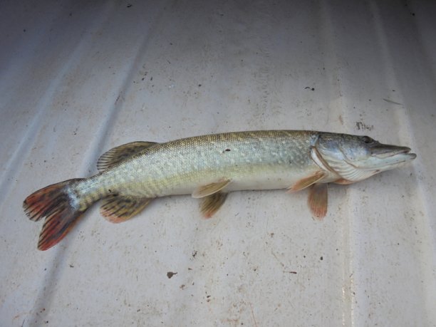 Shrap-Drakers.pl | Shrap Drakers Fishing | Wędkarstwo 