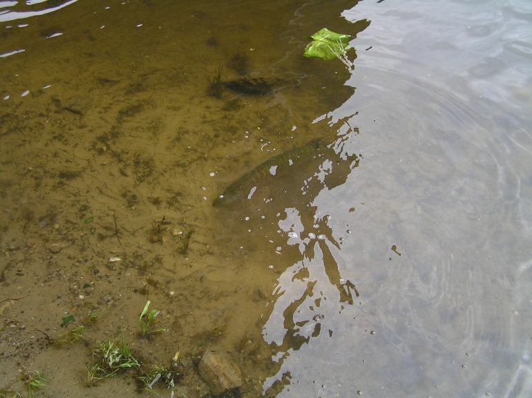 Shrap-Drakers.pl | Shrap Drakers Fishing | Wędkarstwo 