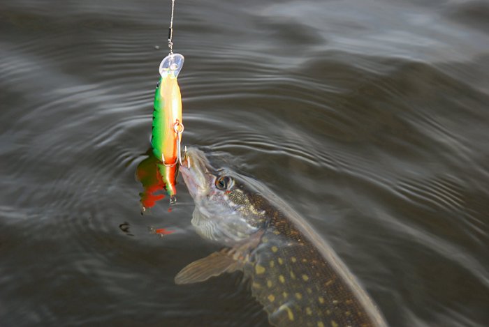 Shrap-Drakers.pl | Shrap Drakers Fishing | Wędkarstwo 