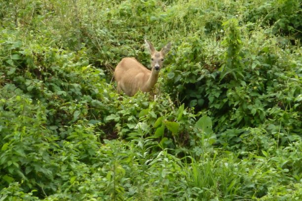 Shrap-Drakers.pl | Shrap Drakers Fishing | Wędkarstwo 