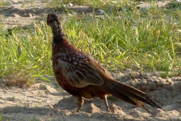 Shrap-Drakers.pl | Shrap Drakers Fishing | Wędkarstwo 