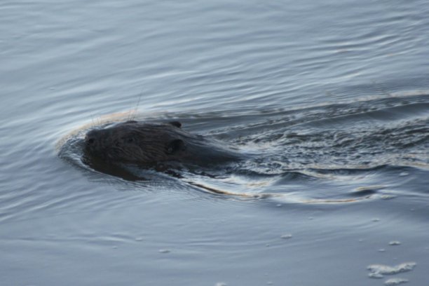 Shrap-Drakers.pl | Shrap Drakers Fishing | Wędkarstwo 