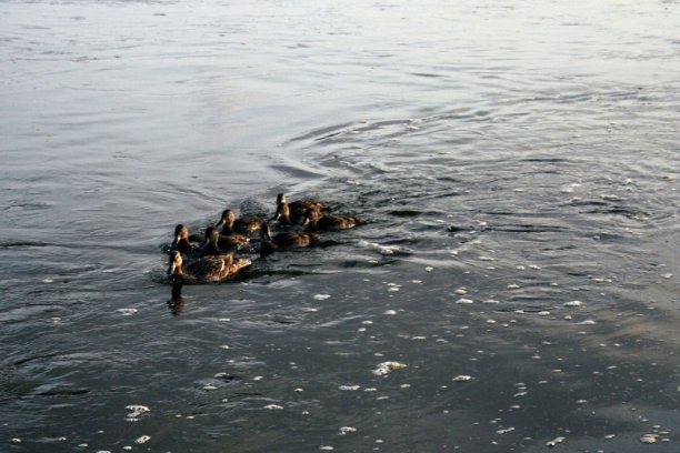 Shrap-Drakers.pl | Shrap Drakers Fishing | Wędkarstwo 