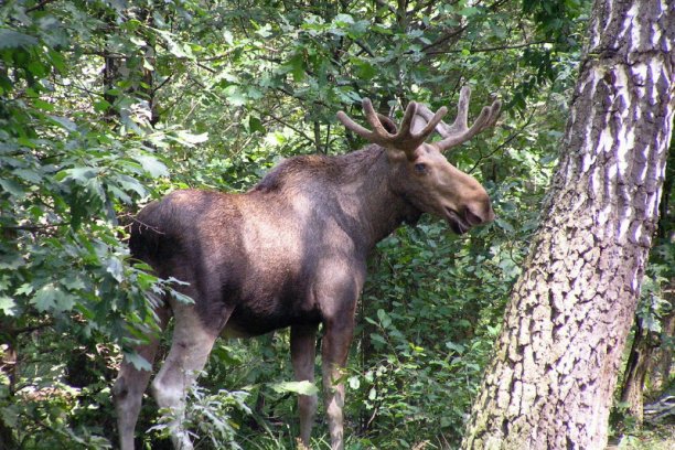 Shrap-Drakers.pl | Shrap Drakers Fishing | Wędkarstwo 