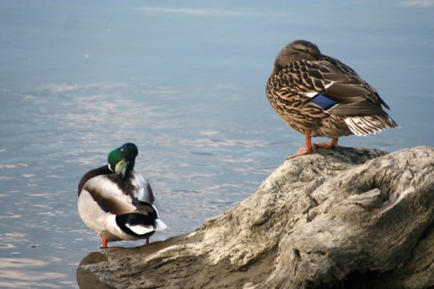 Shrap-Drakers.pl | Shrap Drakers Fishing | Wędkarstwo 