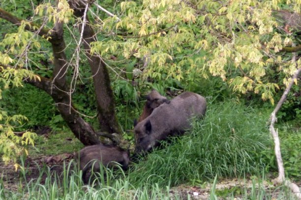 Shrap-Drakers.pl | Shrap Drakers Fishing | Wędkarstwo 
