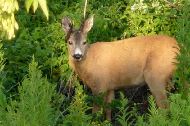 Shrap-Drakers.pl | Shrap Drakers Fishing | Wędkarstwo 