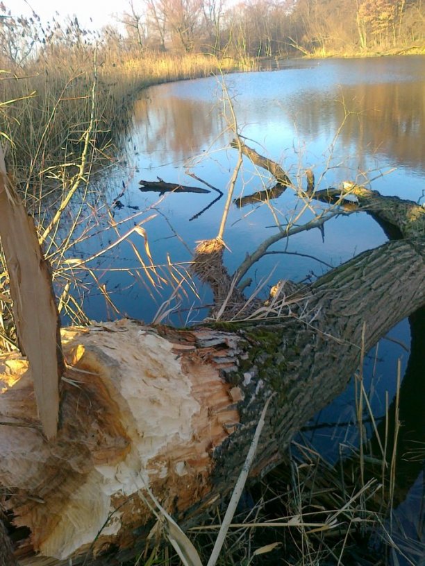 Shrap-Drakers.pl | Shrap Drakers Fishing | Wędkarstwo 