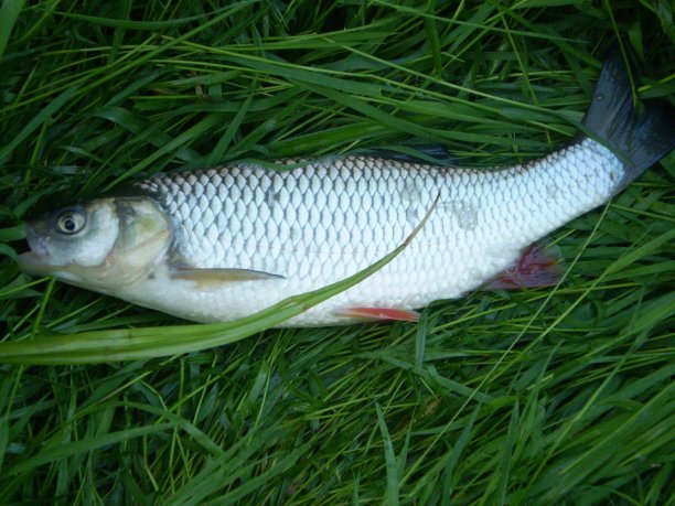 Shrap-Drakers.pl | Shrap Drakers Fishing | Wędkarstwo 