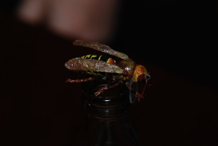 Shrap-Drakers.pl | Shrap Drakers Fishing | Wędkarstwo 