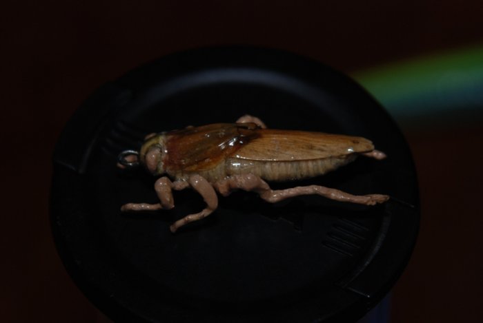 Shrap-Drakers.pl | Shrap Drakers Fishing | Wędkarstwo 