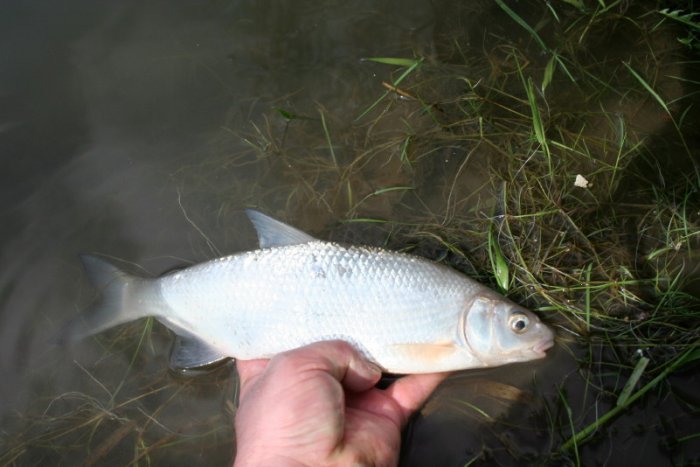 Shrap-Drakers.pl | Shrap Drakers Fishing | Wędkarstwo 