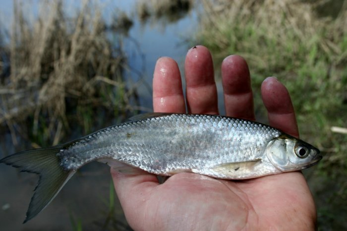 Shrap-Drakers.pl | Shrap Drakers Fishing | Wędkarstwo 