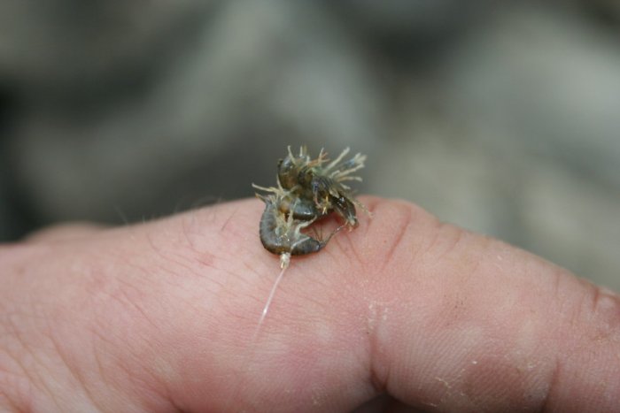 Shrap-Drakers.pl | Shrap Drakers Fishing | Wędkarstwo 