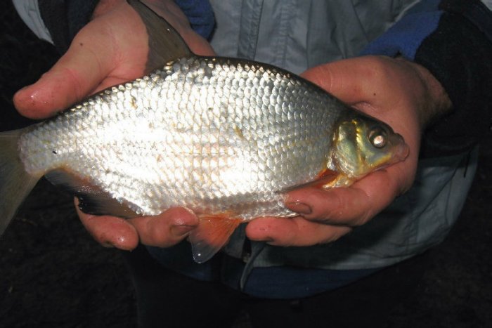 Shrap-Drakers.pl | Shrap Drakers Fishing | Wędkarstwo 