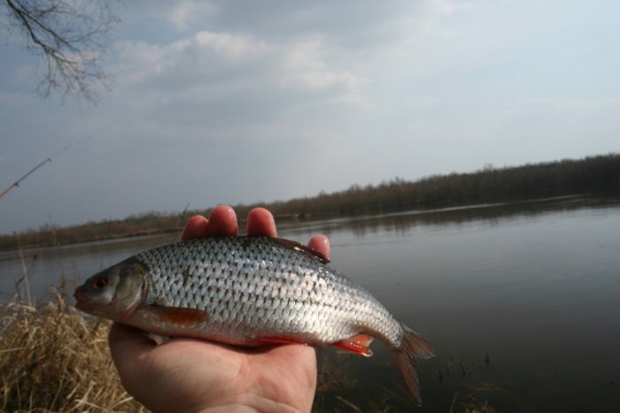 Shrap-Drakers.pl | Shrap Drakers Fishing | Wędkarstwo 