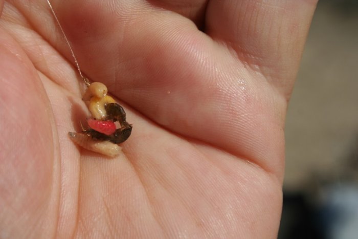 Shrap-Drakers.pl | Shrap Drakers Fishing | Wędkarstwo 