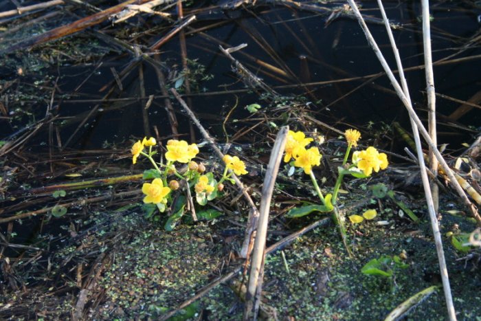 Shrap-Drakers.pl | Shrap Drakers Fishing | Wędkarstwo 