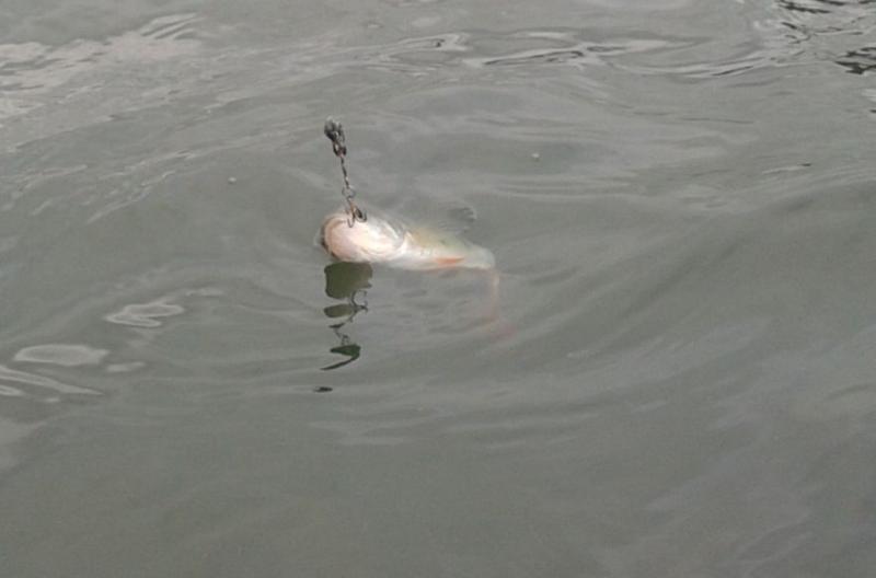 Shrap-Drakers.pl | Shrap Drakers Fishing | Wędkarstwo 