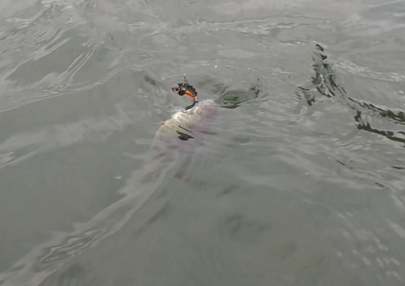 Shrap-Drakers.pl | Shrap Drakers Fishing | Wędkarstwo 