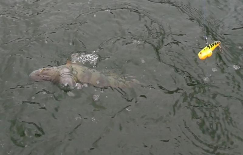 Shrap-Drakers.pl | Shrap Drakers Fishing | Wędkarstwo 