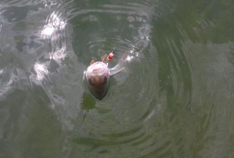 Shrap-Drakers.pl | Shrap Drakers Fishing | Wędkarstwo 